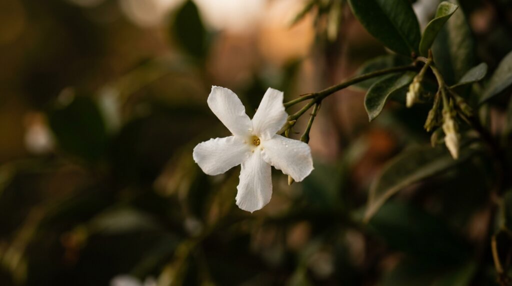 Fotografia em close-up de uma única flor branca de jasmim-estrela de cinco pétalas, presa a um ramo fino com fundo desfocado em tons quentes.
