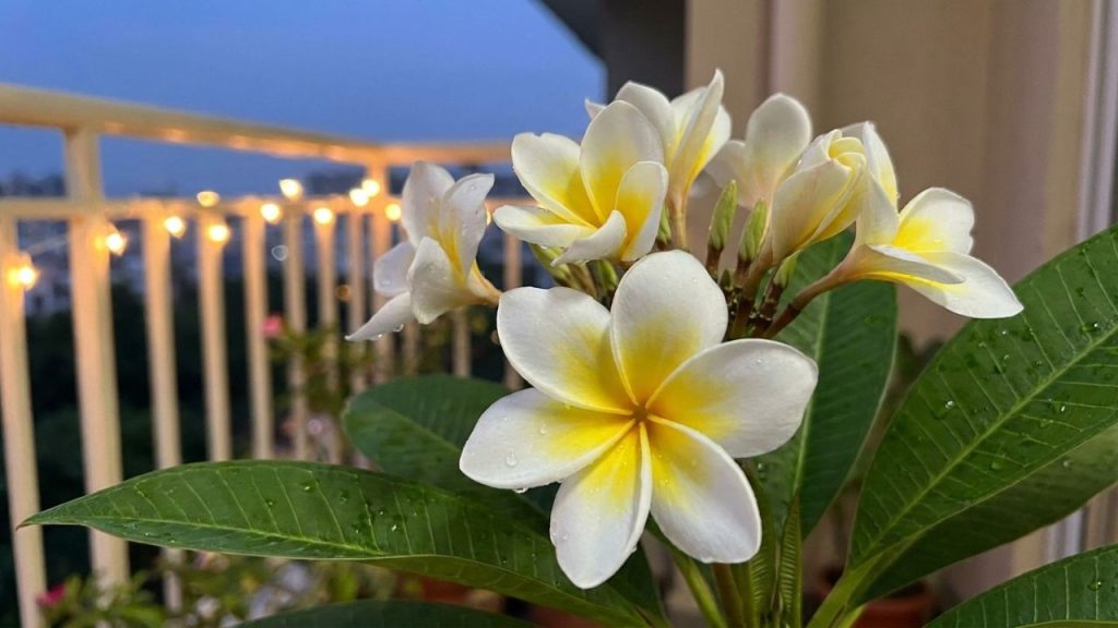 Conhecida como uma das árvores mais perfumadas do mundo, ela está transformando varandas comuns em verdadeiros jardins aromáticos