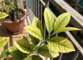 As folhas do seu limoeiro estão amarelando? Saiba como deixá-las viçosas e verdes novamente