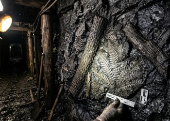 Parede de mina de carvão com fósseis de troncos e folhas antigas preservados na rocha escura.