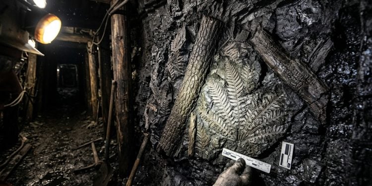 Parede de mina de carvão com fósseis de troncos e folhas antigas preservados na rocha escura.
