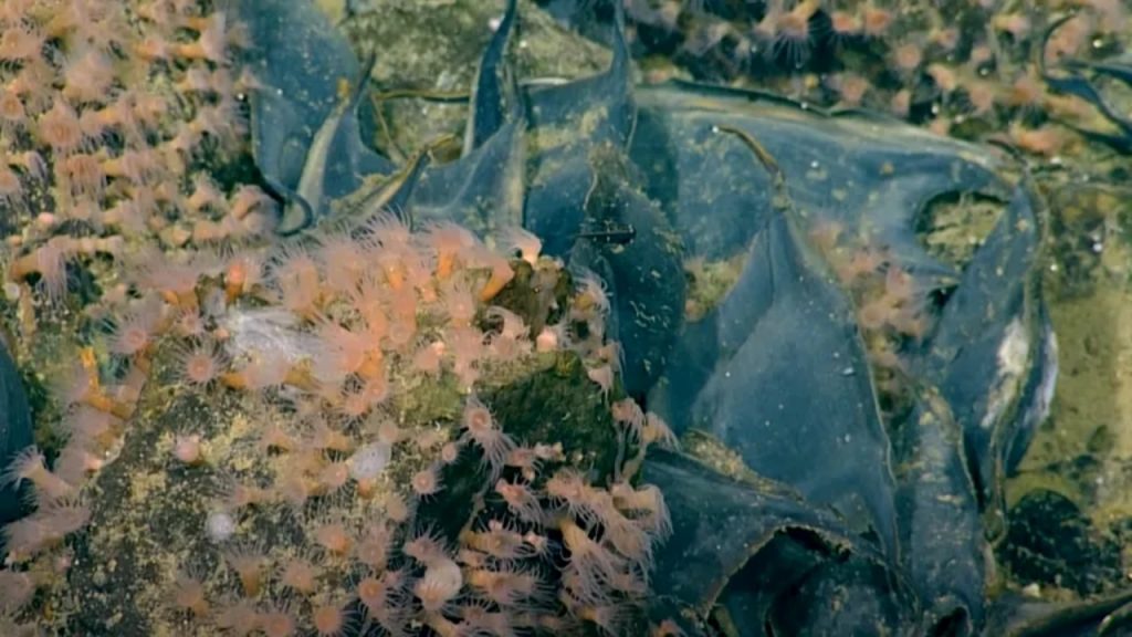 Cena submarina mostra grandes raias camufladas entre rochas e organismos marinhos rosados no fundo do oceano.