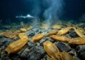 O vulcão submarino que todos achavam que estava “morto” virou uma incubadora natural para mais de 2 milhões de ovos gigantes de raias