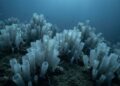 As florestas de vidro no fundo do oceano onde animais constroem esqueletos de sílica e podem viver mais de 10 mil anos