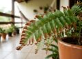Close-up de uma folha de samambaia em um vaso de terracota, apresentando o centro verde e as bordas ressecadas, curvadas e com coloração marrom. Ao fundo, uma varanda rústica com rede de descanso e outros vasos desfocados.