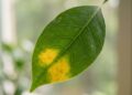 Fotografia em close-up de uma única folha verde contra um fundo desfocado e claro. A folha apresenta uma mancha amarela irregular e translúcida se espalhando pelo centro, com minúsculos pontos escuros concentrados na área afetada.