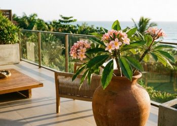 Conhecida como uma das árvores mais perfumadas do mundo, ela está transformando varandas comuns em verdadeiros jardins aromáticos