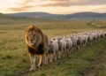 Fotografia conceitual de um leão imponente caminhando à frente de um longo rebanho de ovelhas em uma planície gramada durante o entardecer.