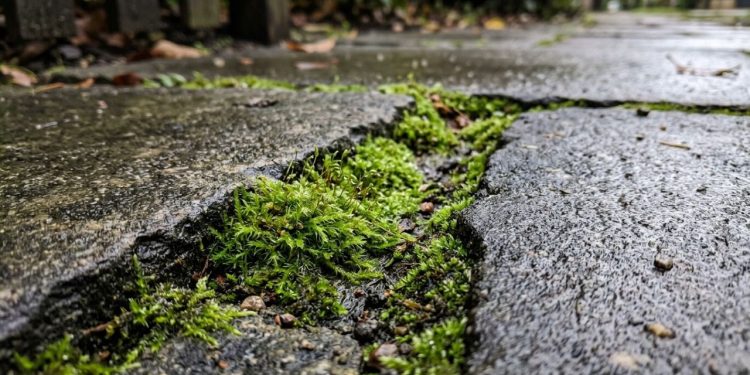 Musgo entre os pisos? Uma solução simples com vinagre pode resolver o problema rapidamente