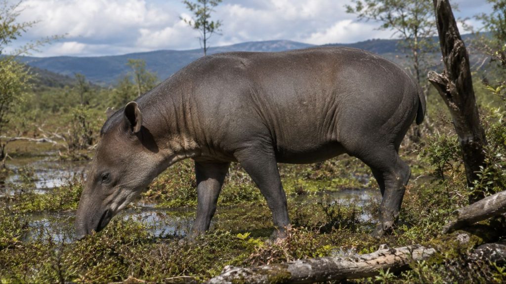 Esqueleto de filhote de anta com 4 milhões de anos é o mais completo já encontrado na Europa e revela um mundo perdido.