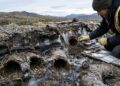 Tocas de esquilos preservadas por 700 mil anos revelam DNA de mamutes e segredos perdidos da Era do Gelo