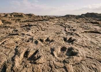 Perdido por mais de 70 anos, sítio arqueológico revela 31 pegadas de dinossauros preservadas por 120 milhões de anos