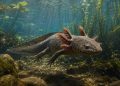 Paleontólogos encontram nova espécie de axolote fóssil descoberta no México revela um mundo perdido de 4,2 milhões de anos