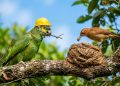 Papagaio usando capacete amarelo segura galho enquanto um pássaro constrói ninho de barro sobre árvore em ambiente natural.