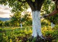 Pessoa pinta o tronco de uma árvore de branco em área verde, com outras árvores ao fundo durante o fim de tarde.
