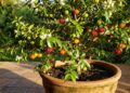 A árvore nativa do Brasil que cresce bem em vasos e enche o quintal de flores brancas e cheirosas antes das frutinhas aparecerem