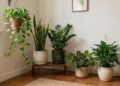 Agrupamento harmonioso de várias plantas de interior no canto de uma sala com piso de madeira. Da esquerda para a direita, vemos uma Jiboia suspensa, uma Espada-de-São-Jorge, uma Zamioculca, uma Maranta e um Lírio-da-paz, arranjadas em diferentes vasos e alturas.