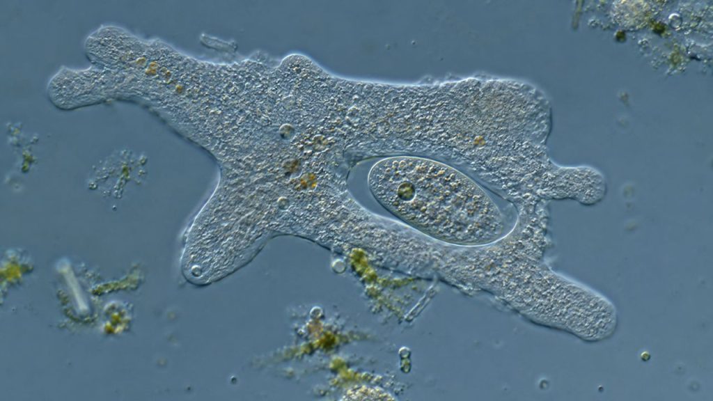 Microrganismo recém-descoberto cresce, vira gigante e começa a caçar seus próprios clones