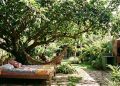 Estas 3 árvores frutíferas oferecem sombra generosa, pouca manutenção e colheitas saborosas