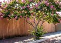 A escultural árvore de tronco prateado que parece ter vindo de outro planeta quando se cobre de flores rosadas durante os dias ensolarados