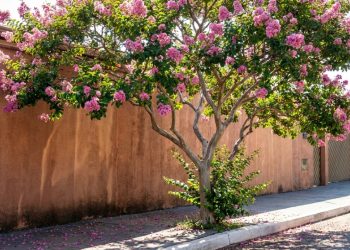 A escultural árvore de tronco prateado que parece ter vindo de outro planeta quando se cobre de flores rosadas durante os dias ensolarados
