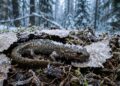 O animal que entra em estado de congelamento total e “ressuscita” quando a temperatura sobe: o segredo da salamandra siberiana