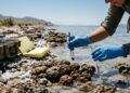 Criatura misteriosa encontrada no “lago da morte” dos EUA intriga cientistas