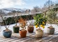 Árvores frutíferas anãs em vasos sobre deck de madeira, com neve, montanhas ao fundo e placas identificando figueira, macieira, romãzeira, pessegueiro, limoeiro e oliveira.
