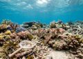 Cientistas descobrem uma nova espécie de tubarão que "anda" pelo fundo do mar e surpreendem o mundo com uma habilidade raríssima