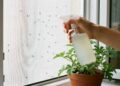 Nem spray químico, nem produtos caros: a solução natural que está afastando mosquitos de forma simples