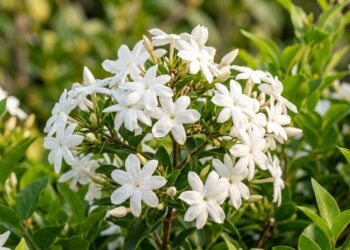 Cacho volumoso de flores brancas de jasmim-estrela em pleno formato de estrela, cercado por folhas verdes brilhantes e saudáveis sob luz natural clara.