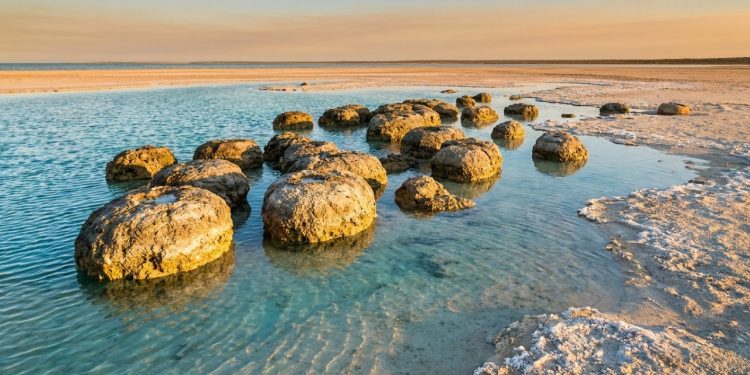 Estromatólitos emergem em águas rasas e revelam uma paisagem viva da Austrália