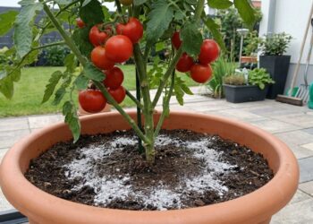 Nem adubo caro, nem fertilizantes químicos: o segredo natural que melhora o solo das plantas de tomate