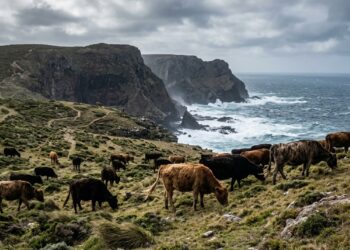 Em 1871, um fazendeiro abandonou cinco vacas em uma ilha remota. 130 anos depois, cientistas analisaram o DNA delas, e o resultado desafiou toda a lógica