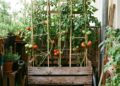 O método simples que está transformando uma caixa comum em uma fábrica de tomates carregada de frutos