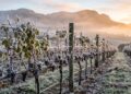 Plantação de uvas em um vinhedo de altitude com folhas, galhos e cachos escuros totalmente cobertos por uma fina e delicada camada de gelo. Ao fundo, montanhas e uma névoa suave são iluminadas pela luz dourada e quente do nascer do sol.