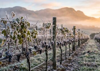 Plantação de uvas em um vinhedo de altitude com folhas, galhos e cachos escuros totalmente cobertos por uma fina e delicada camada de gelo. Ao fundo, montanhas e uma névoa suave são iluminadas pela luz dourada e quente do nascer do sol.