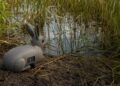 A Flórida finalmente começou a implantar coelhos robóticos com inteligência artificial avançada nos Everglades: o objetivo é detectar e conter a expansão de pítons invasoras que estão devastando a fauna local