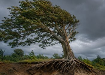 O significado profundo do provérbio africano sobre coragem diante das adversidades: “Quando as raízes de uma árvore são profundas, ela não tem nada a temer do vento”