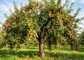 Árvores frutíferas para plantar no inverno que garantem sombra e frutos no verão.