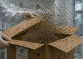 Google quer libertar 32 milhões de "mosquitos" e o motivo por trás do plano estranho está surpreendendo especialistas