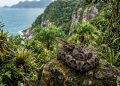 O Brasil tem a cobra mais letal do mundo e ela não é a jararaca nem a cascavel