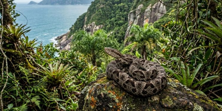 O Brasil tem a cobra mais letal do mundo e ela não é a jararaca nem a cascavel