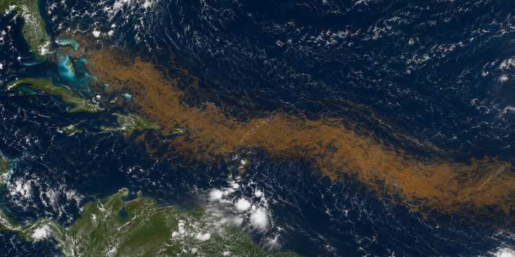 Uma faixa marrom do tamanho de um continente está se espalhando pelo Atlântico e preocupa cientistas