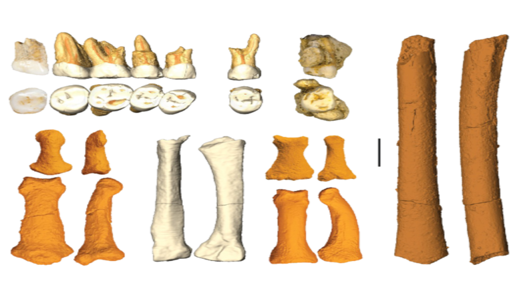 Fragmentos fósseis de dentes e ossos atribuídos ao Homo luzonensis, organizados sobre fundo preto para estudo arqueológico.