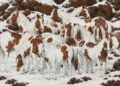 Quantos cavalos você consegue identificar? A resposta não é tão simples quanto parece