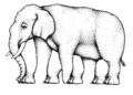 Parece simples, mas não é: quantas patas você consegue contar neste elefante?