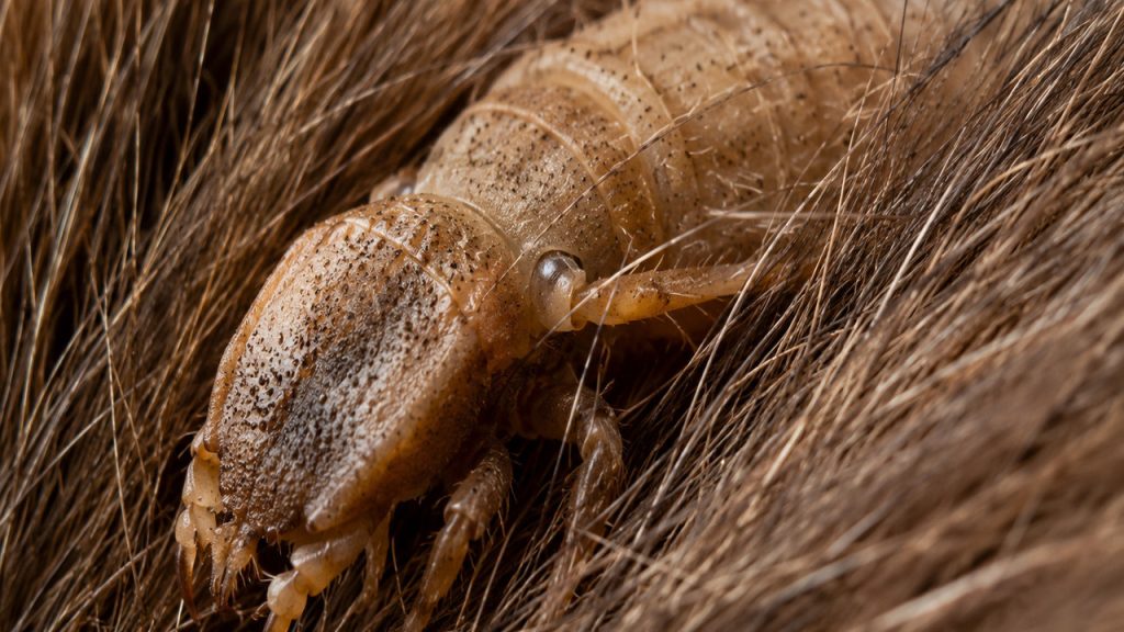 mosca