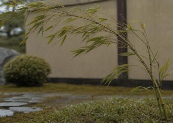 O sábio provérbio japonês milenar que diz: o bambu que sobrevive às fortes tempestades não é o mais rígido ou espesso, mas sim aquele que possui a flexibilidade necessária para se curvar com o vento
