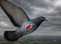 Cientistas descobrem que os pombos podem usar o fígado como uma espécie de "GPS natural"